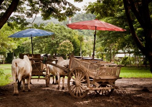 Ox carts